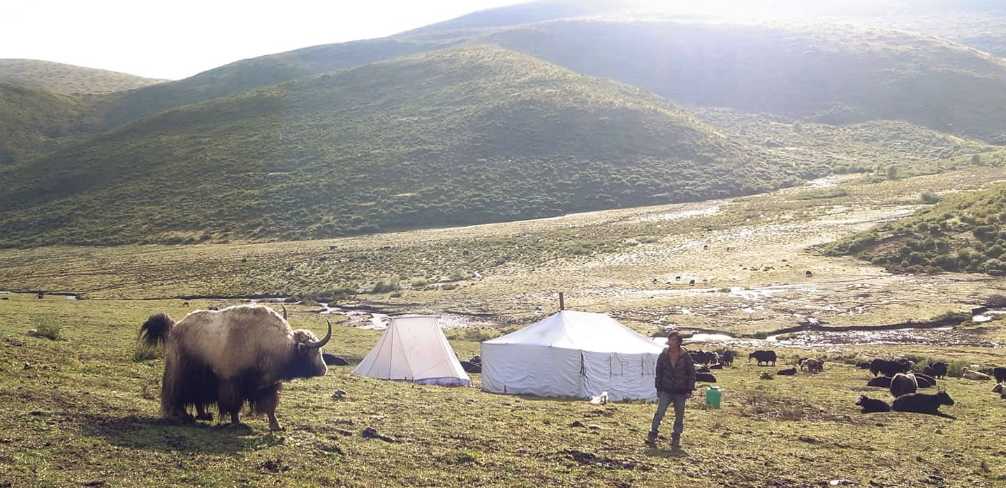 千年以來,藏區的高原是北方牧人的家鄉,氂牛與羊不只是他們在高原上艱困生活的同伴,更提供了他們生活中食衣住行的一切所需。