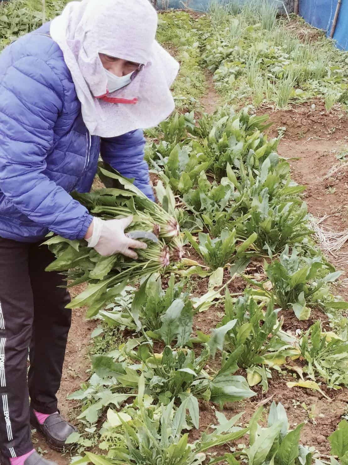 從不太會種到熟能生巧,收成頗豐_圖片提供/桃原農場)