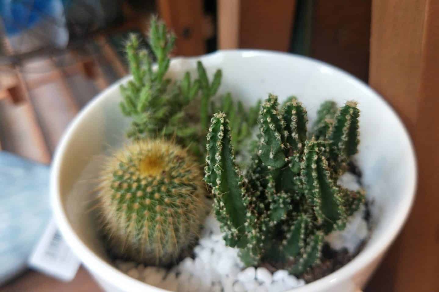 仙人掌不須多費心打理,且生命力頑強,讓許多人們都紛紛買來作為居家裝飾,為家中提升清新感。即使作為第一好照顧的植物,還是有許多植物殺手把仙人掌養死,POP編今天就來告訴大家,成為仙人掌植栽達人的5個秘訣吧!